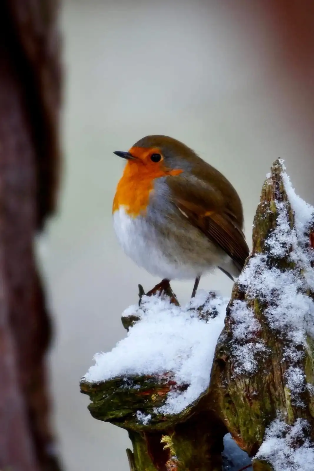 A european robin with a bright orange breast and grey-brown back perches on a snow-covered tree stump in a winter scene. The…
