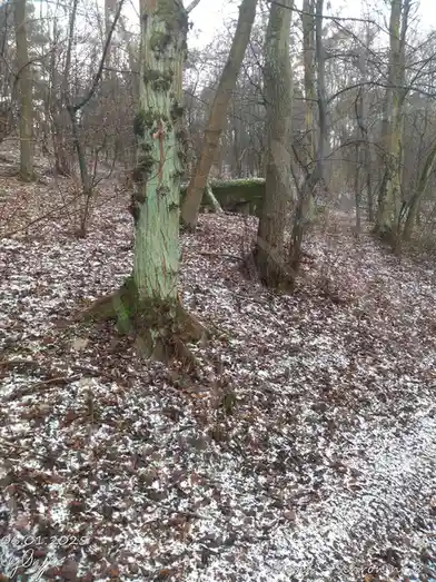 A winter forest scene with snow-dusted ground covered in brown leaves, bare trees, and a mossy concrete bunker partially…