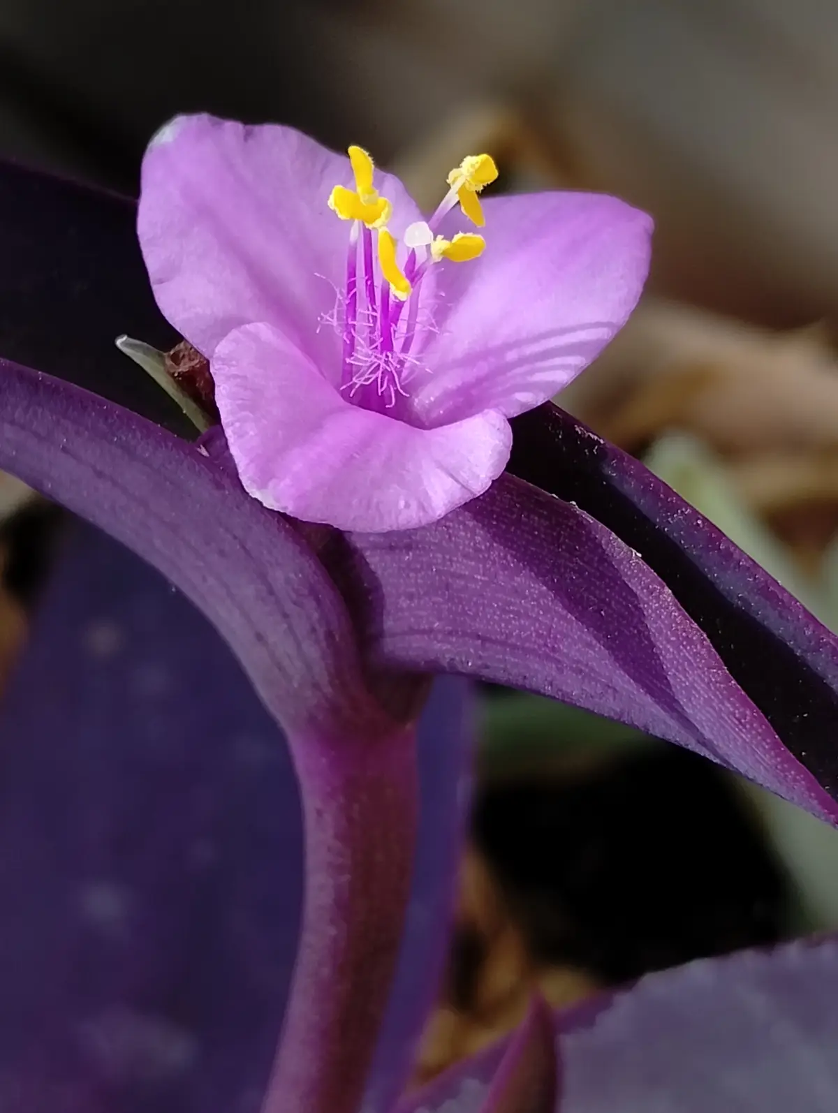 A close-up photo shows a delicate purple flower with yellow stamens, emerging from deep purple leaves. The overlaid text…