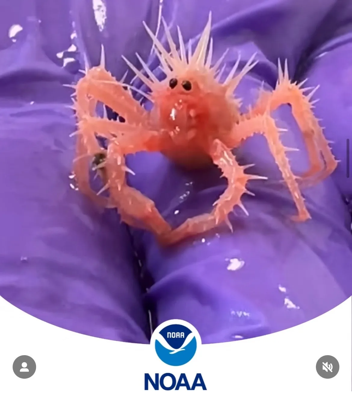 A small, orange, spiky crab with long legs and prominent eyes is held in a purple gloved hand. The crab's body and legs are…