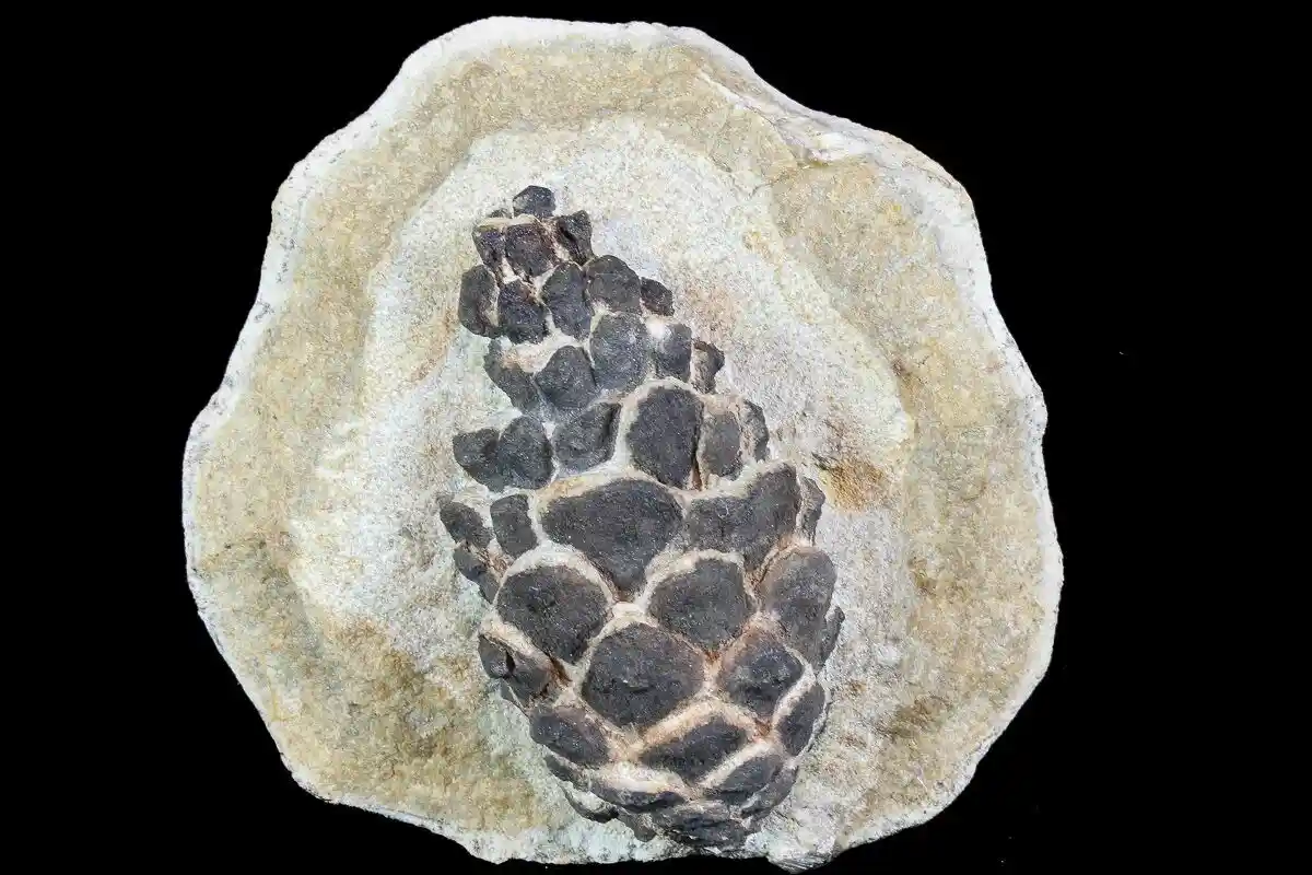 A fossilized pinecone is embedded in a light-colored, irregularly shaped rock matrix, set against a solid black background…