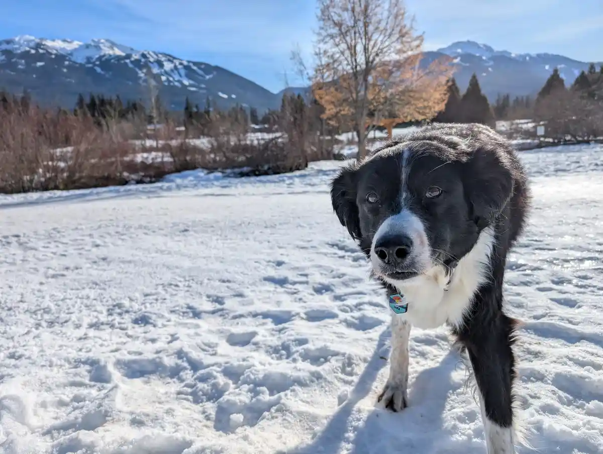A black and white dog with a white chest and face markings stands in deep snow, looking directly at the camera. Behind it…