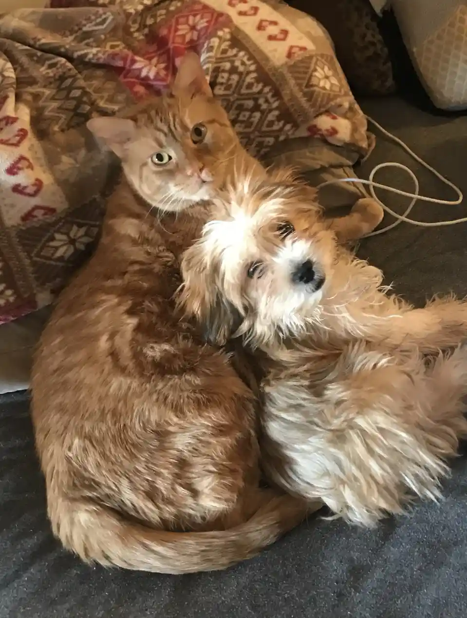 A ginger tabby cat and a fluffy light-brown dog are cuddling on a couch, with the cat looking away with a disinterested…