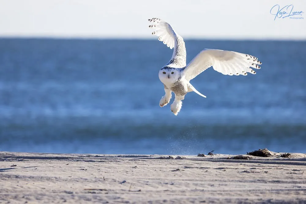 A snowy owl is captured mid-flight, wings spread wide, just above a sandy beach with ocean waves in the background. The…