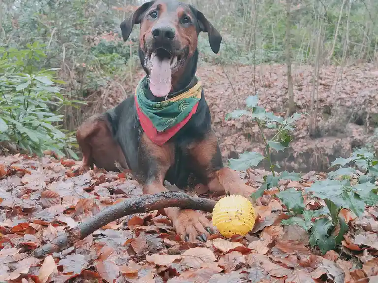 A black and tan dog with a colorful bandana sits happily in a forest of fallen leaves, tongue out, next to a stick and a…