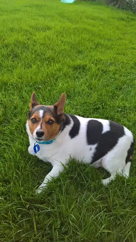 A small dog with black, white, and tan fur is lying in a lush green grassy field, looking directly at the camera. It wears a…