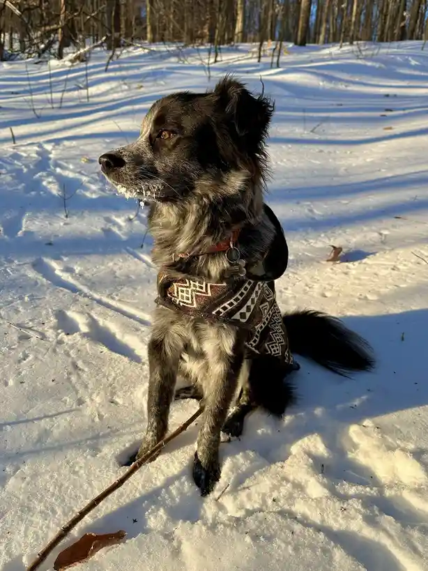 A black and gray dog with snow on its muzzle sits in a snowy forest, wearing a patterned vest and holding a stick. The…