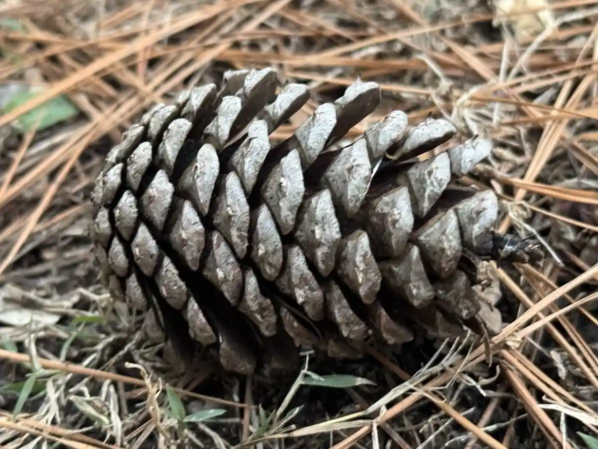 A close-up photo shows a gray, closed pine cone resting on a bed of dry, brown pine needles and sparse green grass. The…