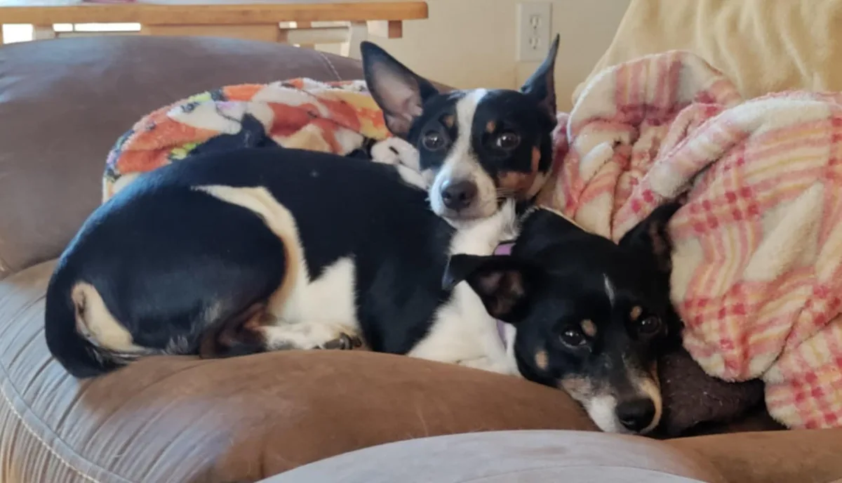 Meet Toby: The Adorable Doggo Tax Collector with His Pinto Bean Son
