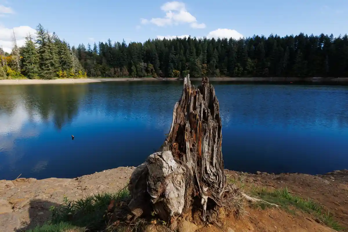 A weathered, decaying tree stump stands prominently on the muddy bank of a calm, deep blue lake, with a dense forest of…