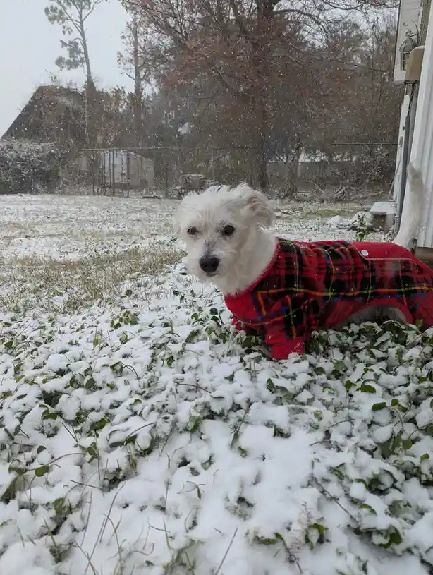 A small white dog wearing a red plaid pajama-style coat stands in a snowy yard, looking directly at the camera with a…