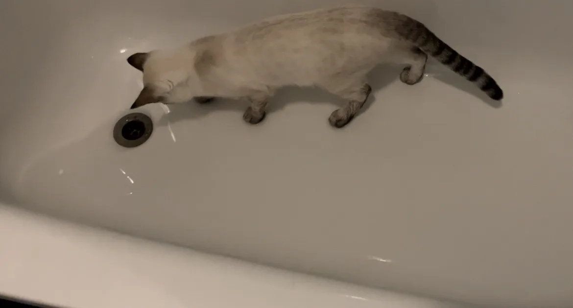 A light-colored cat with dark markings on its tail and ears is standing in a white bathroom sink, leaning down to sniff or…
