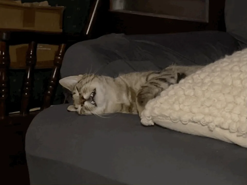 Meet the Hilarious Laughing Kitty