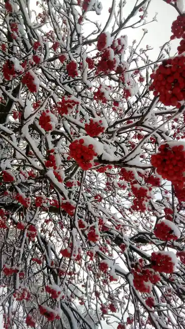 A close-up photograph shows numerous clusters of bright red berries clinging to the bare, snow-dusted branches of a tree…
