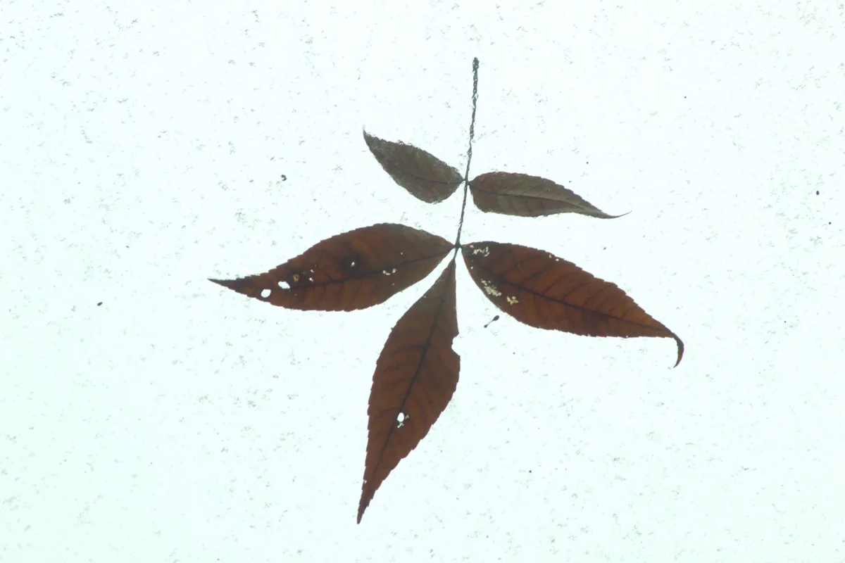 A brown, five-leaf compound leaf is seen silhouetted against a bright, textured white background, possibly frosted glass…