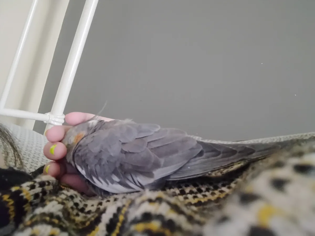 A small grey bird with a hint of orange on its neck is being gently held in a person's hand, which has bright yellow nail…