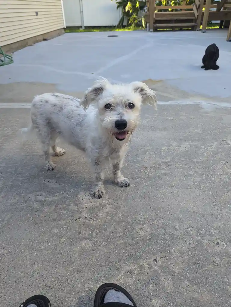 A small, scruffy white dog with dark eyes and a slightly open mouth stands on a concrete patio, looking directly at the…