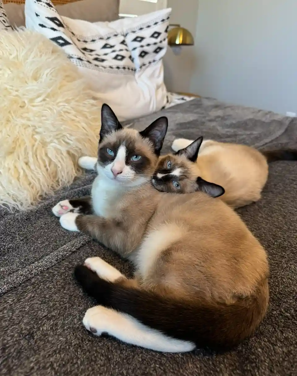 Two fluffy Siamese cats are curled up together on a gray bedspread, one resting its head on the other's back. The cat in the…