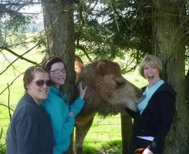 Three people are posing outdoors with a camel that is leaning toward one woman, who is laughing with her mouth open. The…