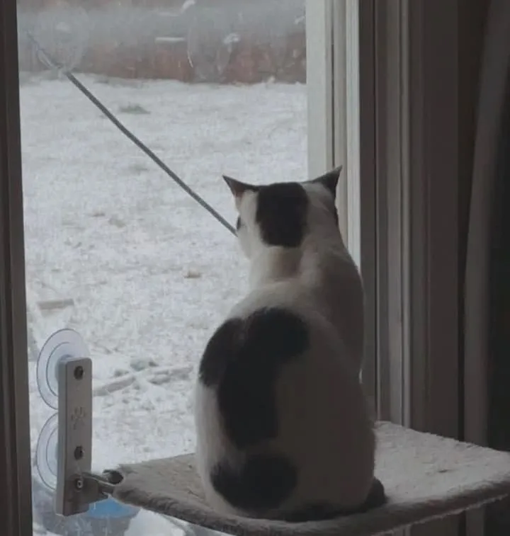 A black and white cat sits on a window perch, looking out at a snowy yard. A thin black string extends from the window into…