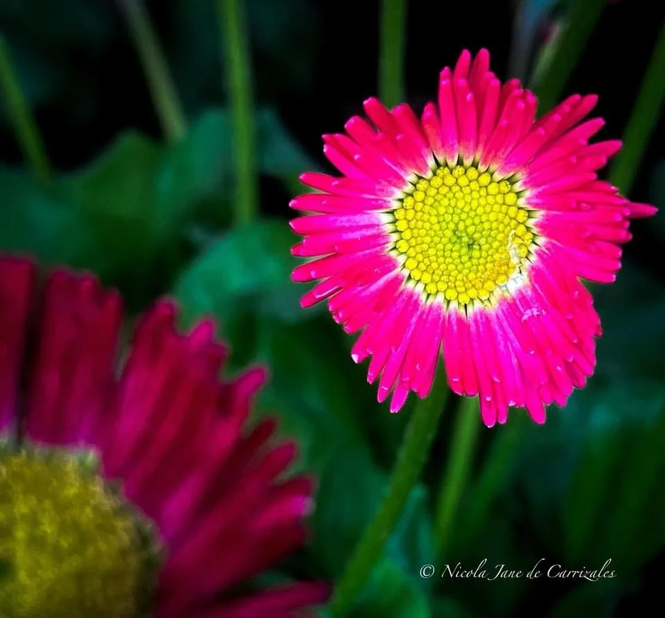 A vibrant pink daisy with a yellow center is in sharp focus, surrounded by blurred green foliage and another out-of-focus…