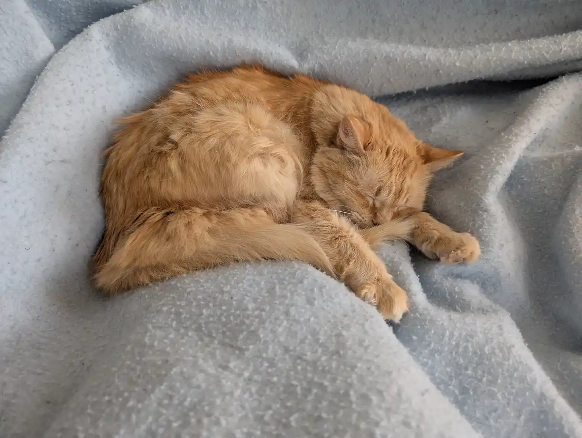 A fluffy orange tabby cat is curled up and sleeping soundly on a soft, light blue blanket. Its eyes are closed, and one paw…