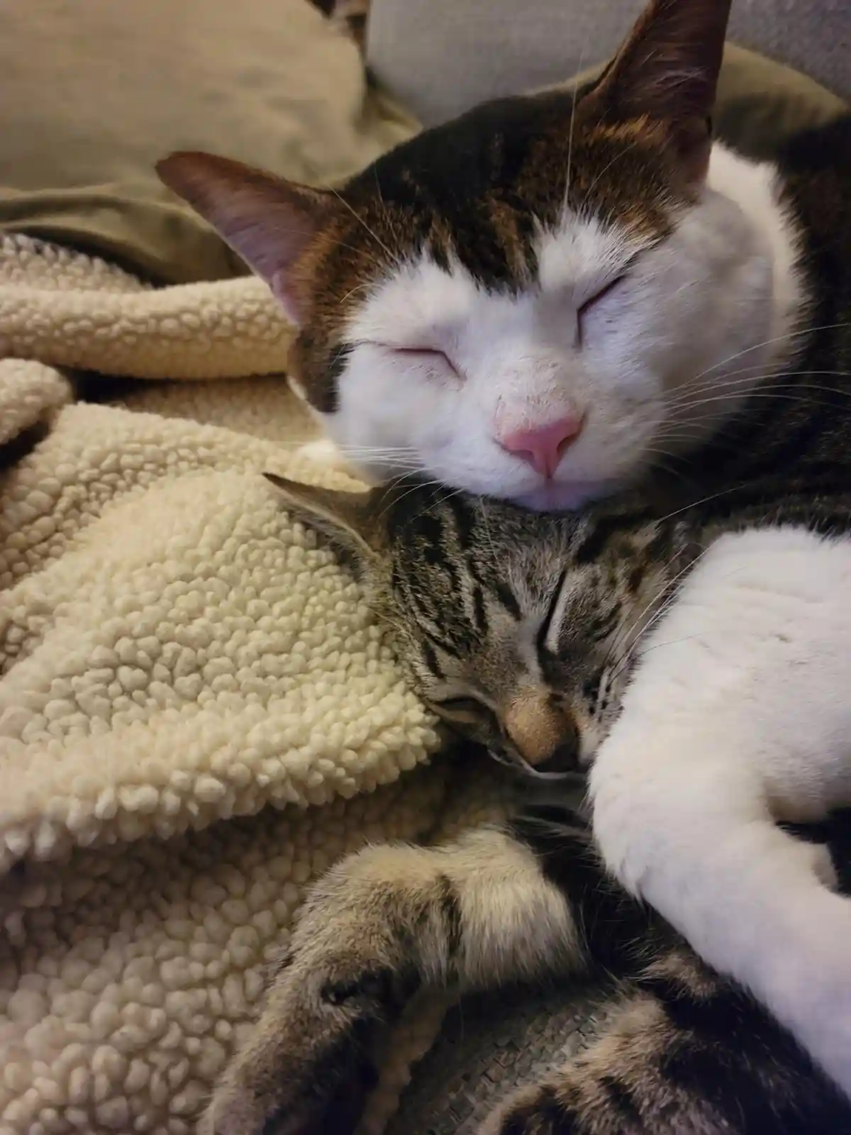 Two cats are sleeping peacefully on a fluffy cream-colored blanket; the top cat has a white face and brown patches, while…