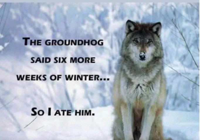 A wolf sits in a snowy forest, looking directly at the camera. Overlaid text reads: 'THE GROUNDHOG SAID SIX MORE WEEKS OF…