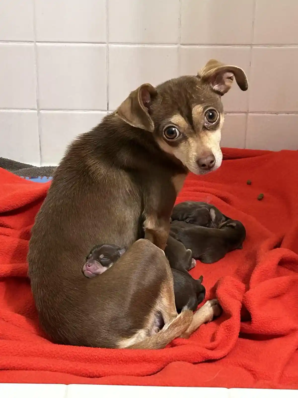 A small brown dog with large, expressive eyes sits on a red blanket, looking directly at the camera while several tiny…