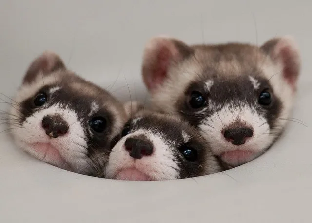 three small ferrets with dark eyes, white and brown fur, and pink noses peek out from a circular hole in a plain white…
