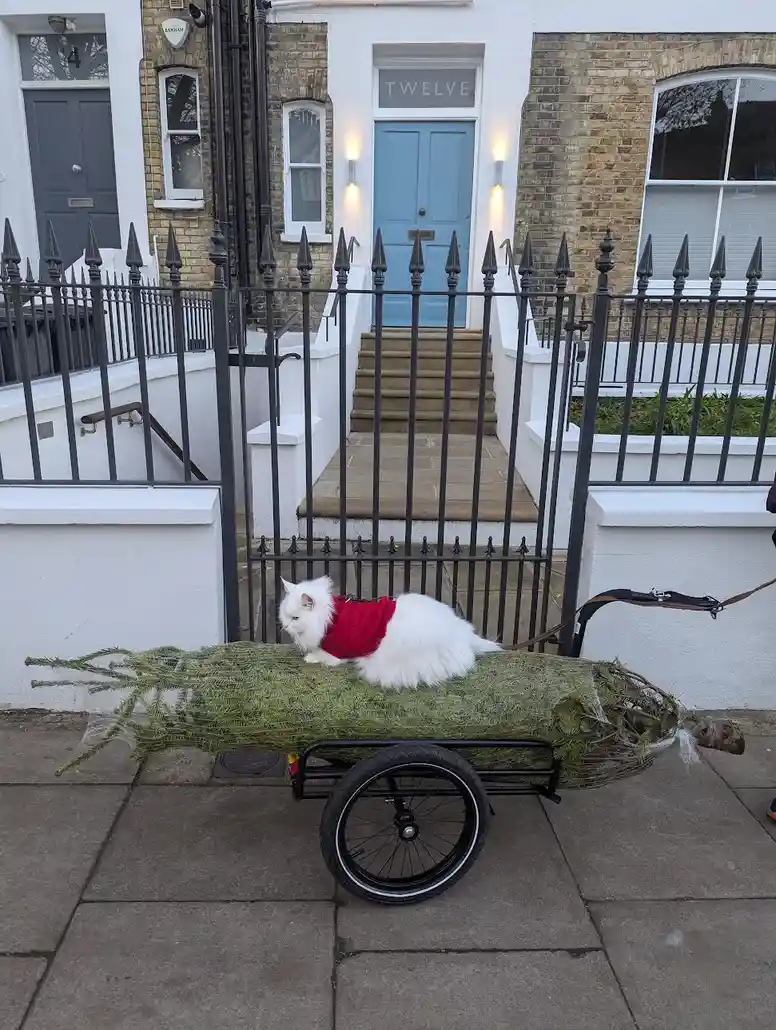 A fluffy white cat wearing a red sweater sits atop a small wheeled cart carrying a large, unwrapped Christmas tree. The cart…