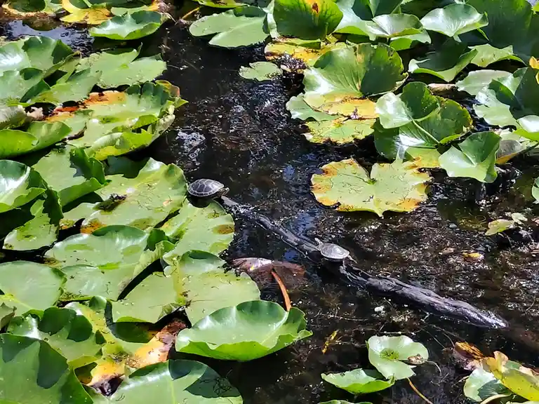 A photograph shows two small turtles resting on a dark, submerged log in a pond filled with large green lily pads. The water…