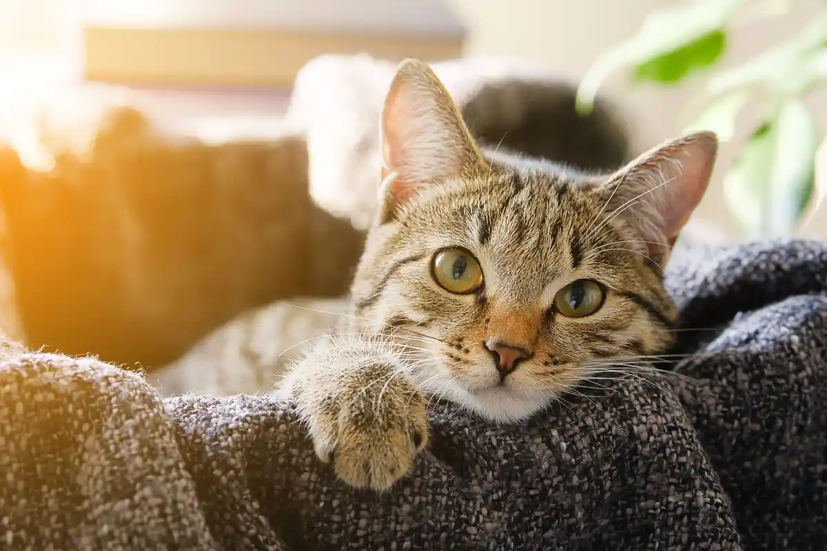 A tabby cat with green eyes is lying in a cozy, textured cat bed, looking directly at the camera with one paw resting on the…