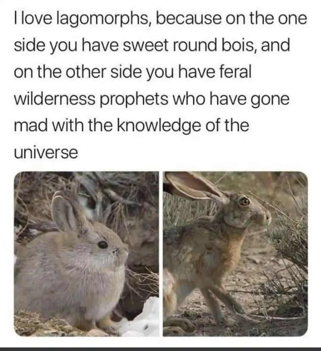 The image displays two side-by-side photos of lagomorphs: a small, fluffy, round-faced rabbit on the left and a larger…