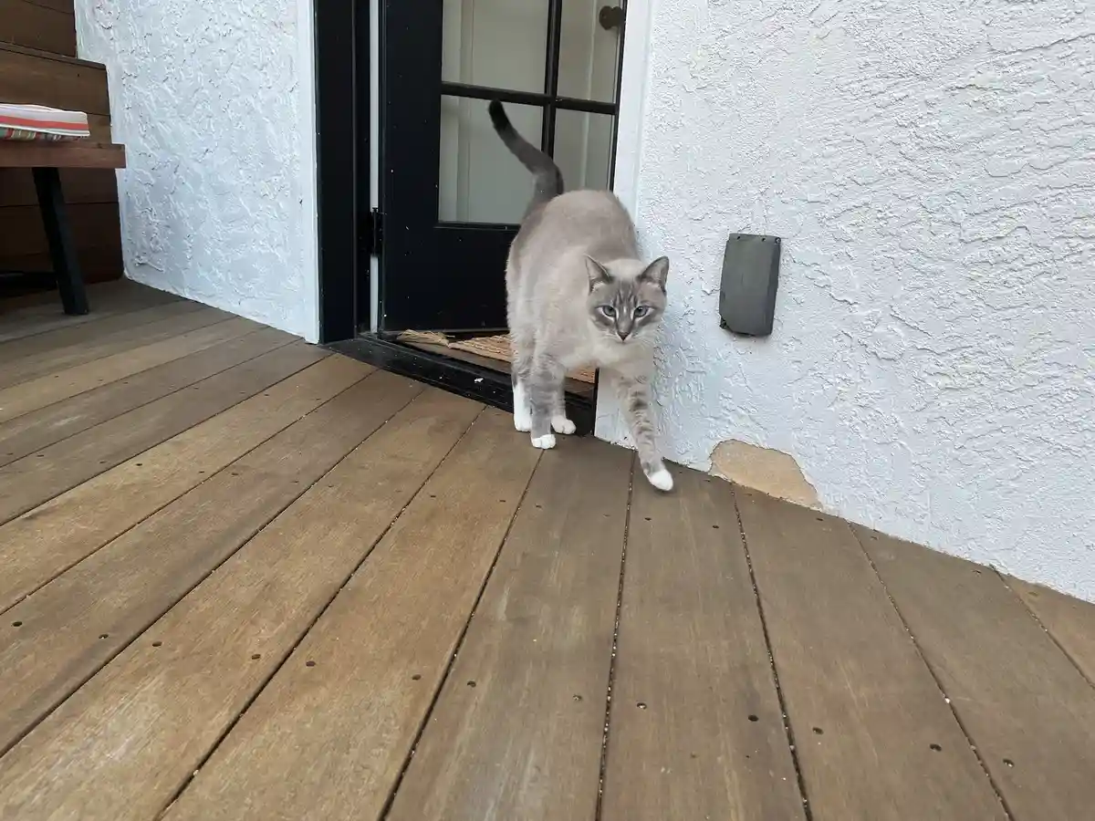 A grey cat with blue eyes and white paws is walking slowly across a wooden deck near a black door, looking directly at the…