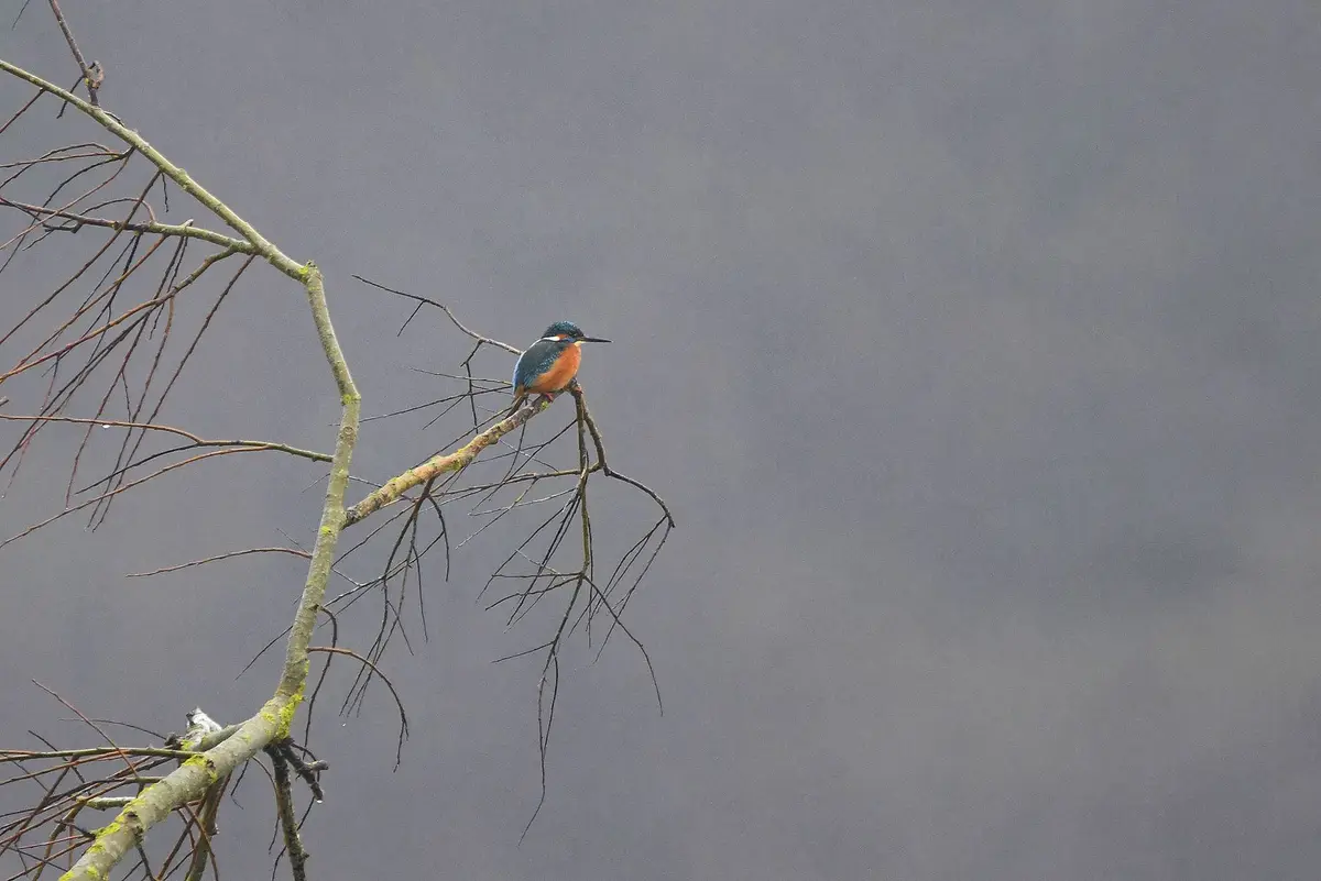 A vibrant kingfisher bird with blue and orange plumage perches on a bare, mossy tree branch against a gray, overcast sky…