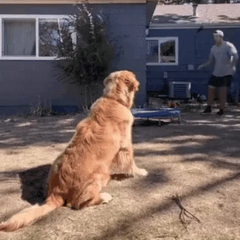 A six-panel image sequence shows a golden retriever sitting calmly in a yard while a person in a white shirt and black…