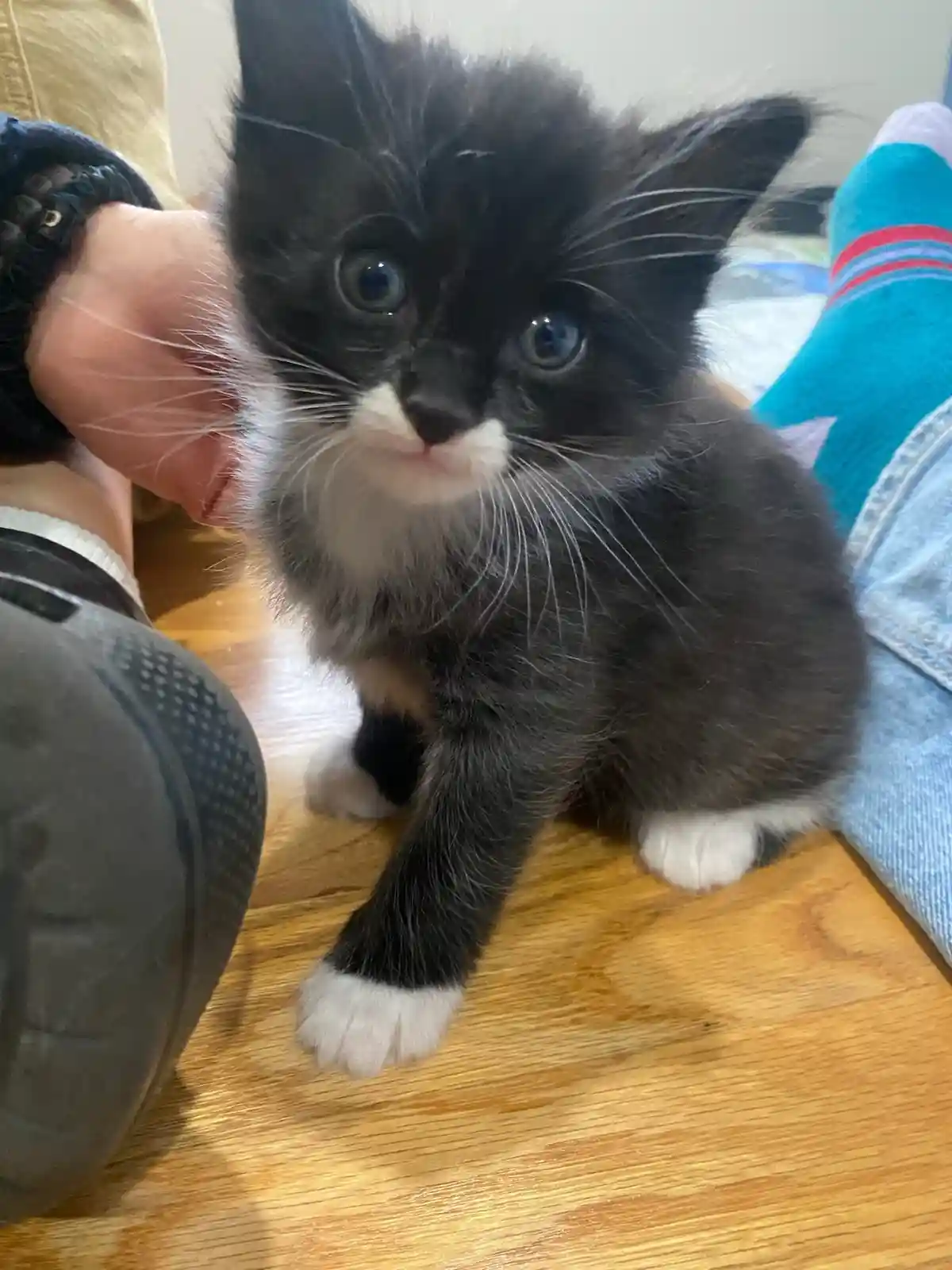 A small black-and-white kitten with wide blue eyes sits on a wooden floor, looking directly at the camera. A person's hand…