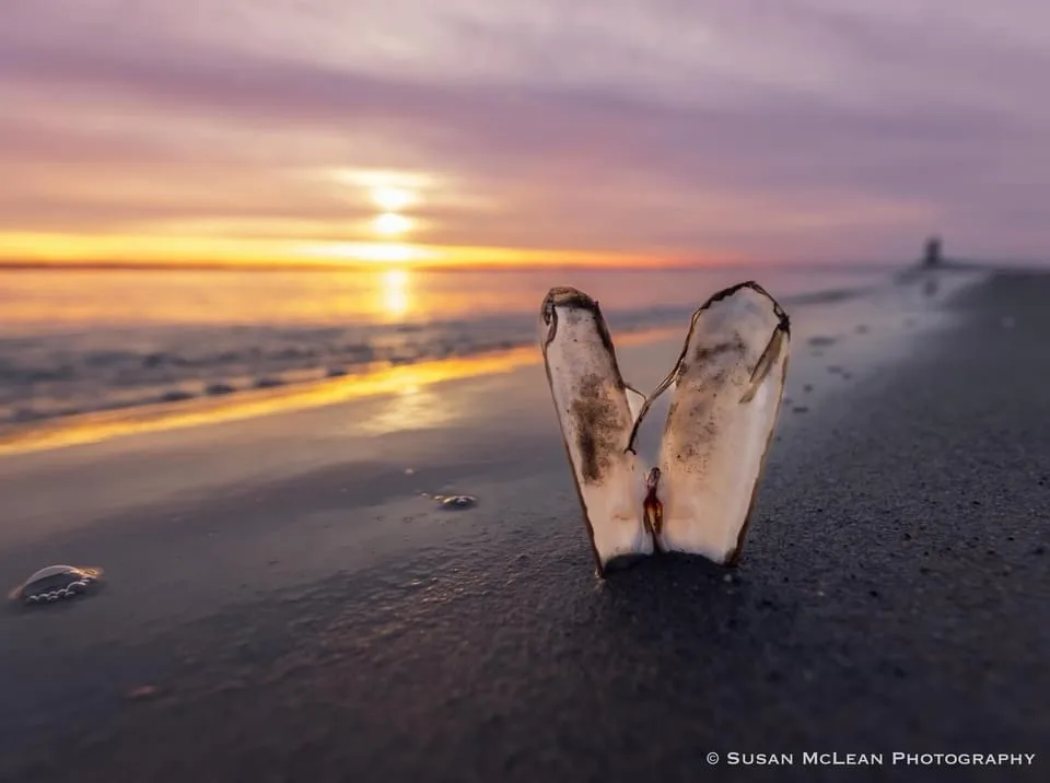 A close-up photo shows a single, open clam shell standing upright on dark wet sand at sunset. The background features a…