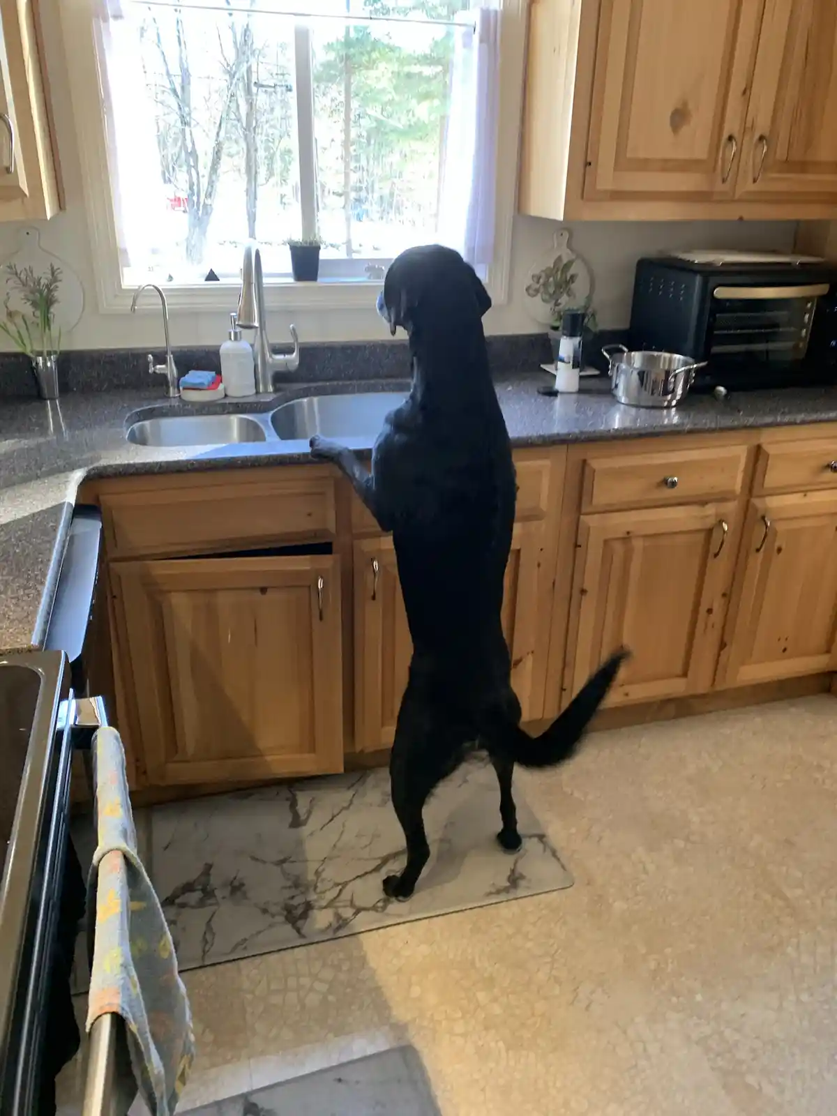 A black dog stands upright on its hind legs in a kitchen, leaning on the countertop with one paw while looking out a window…