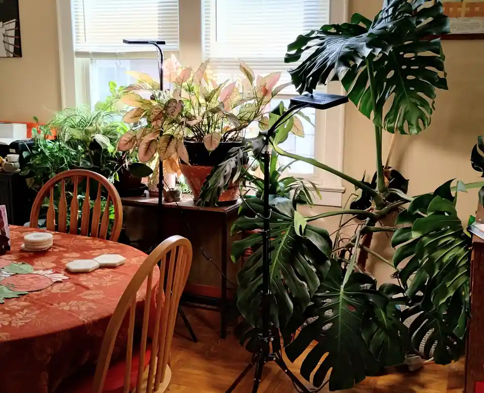 A room filled with numerous potted houseplants, including large monstera and variegated foliage, with a black adjustable…