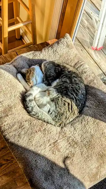 A tabby and white cat is curled up tightly in a ball while sleeping on a plush, brown and grey pet bed placed on a wooden…