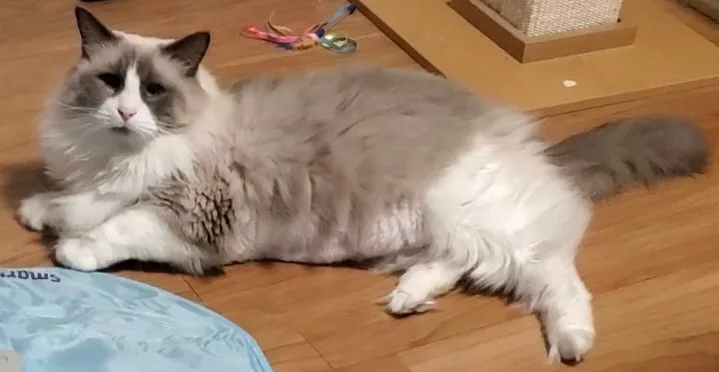 a fluffy, long-haired cat with grey and white fur lies sprawled on a wooden floor, looking unimpressed. Its body is relaxed…