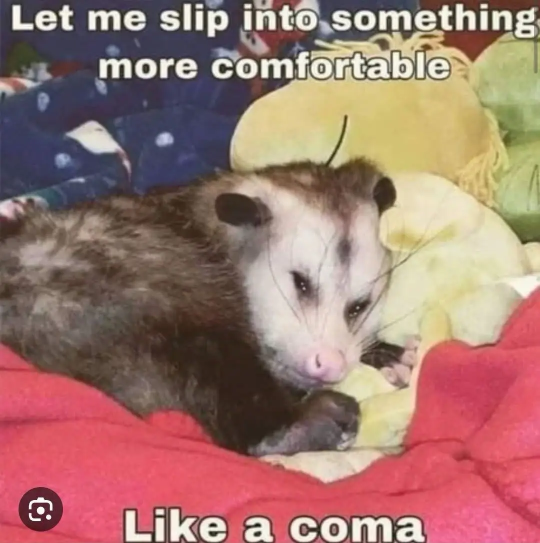 A sleepy-looking opossum lies curled up on a bed with red and yellow blankets and pillows, appearing very relaxed and…