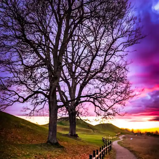 A serene landscape photo shows a large, bare-branched tree silhouetted against a vibrant purple and pink sunset sky over…