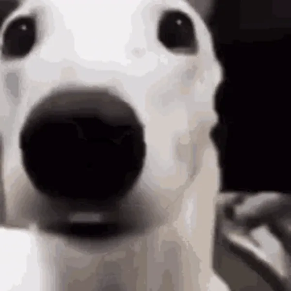 A black-and-white image shows a white dog with large dark eyes and a black nose, captured in six close-up frames arranged in…