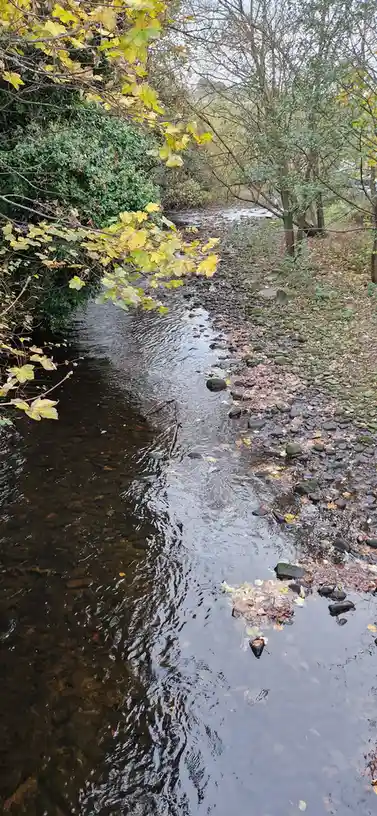 A photo of a shallow, leaf-strewn stream in autumn with yellow and green foliage overhead. The overlaid text reads 'i'm not…