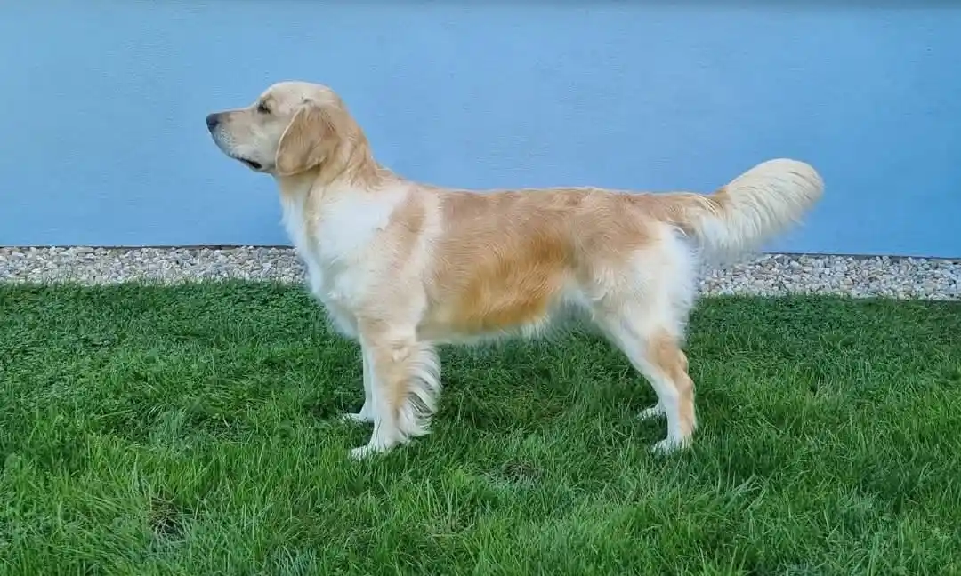 A golden retriever stands in profile on green grass in front of a blue wall, looking off to the side with a calm, slightly…