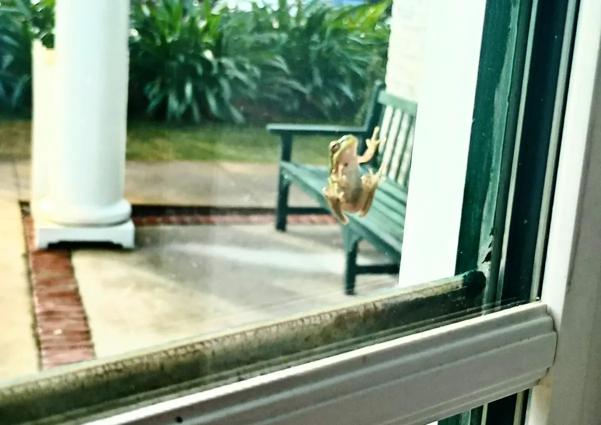 A small brown frog is clinging to the inside of a glass window pane, facing inward with its limbs spread. Through the glass…