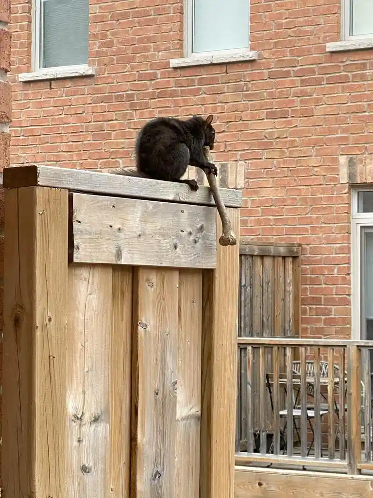 A black squirrel sits atop a weathered wooden fence post, holding a large bone in its paws. Behind it is a red brick…